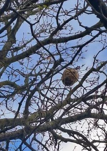 Destruction nid de Guêpes et Frelons à Cherbourg en Cotentin
