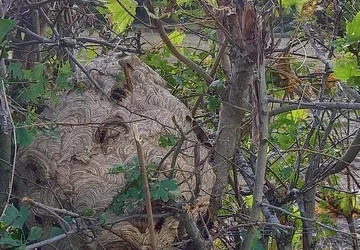 Comment trouver un nid de frelons (rapidement) ?