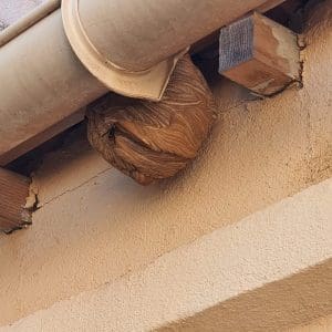 Nid de guêpes sous toiture (toit, tuiles et combles) : que faire ?