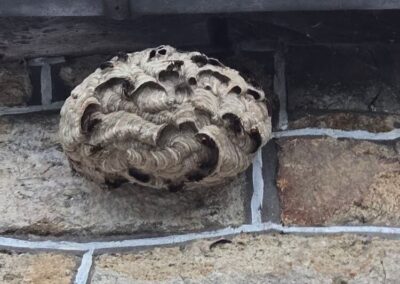 Frelons asiatiques, nid façade pierre