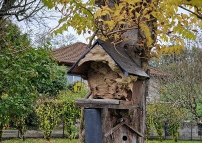 Nid Frelons européens dans la jardin