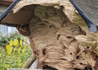 Nid de frelon européen de près