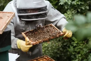 Essaim d&rsquo;abeilles : que faire et qui contacter pour le récupérer ?
