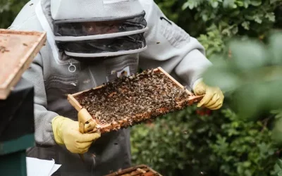 Essaim d’abeilles : que faire et qui contacter pour le récupérer ?
