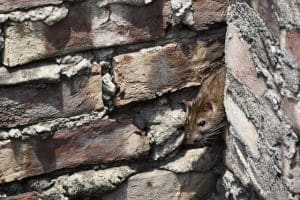 Répulsif pour rat : toutes les solutions pour faire fuir les rats