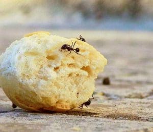 Fabriquer un piège à fourmis maison — 10 recettes naturelles et tutoriels étape par étape