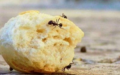 Piège à fourmis : lequel choisir et comment le fabriquer ?
