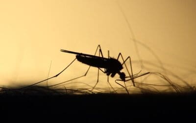 comment faire fuir les moustiques naturellement ? 10 Solutions et Astuces