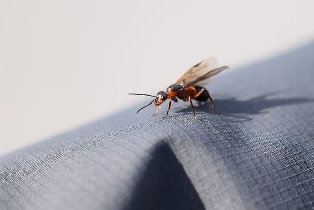 Identifier fourmis volantes