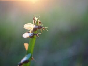 Fourmis volantes : d&rsquo;où viennent-elles et comment s&rsquo;en débarrasser
