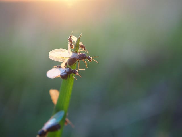 Le guide complet des fourmis volantes