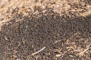 Fourmis Tapinoma Magnum : Identification, dégâts et comment s&rsquo;en débarrasser