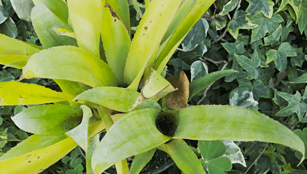 Hohenbergia, plantes broméliacées, propices à la propagation des moustiques