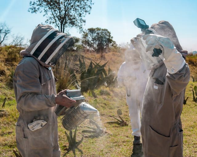 Exterminateur professionnel pour la destruction de nid de guêpes maçonnes