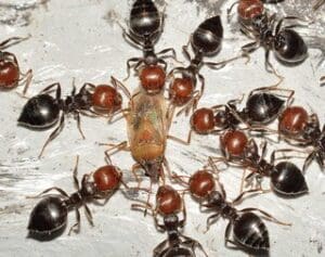 Les pièges anti fourmis les plus efficaces (Comparatif)