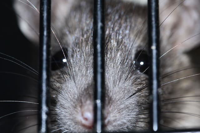 Rat Proofing pour empêcher les rongeurs d'entrer chez vous