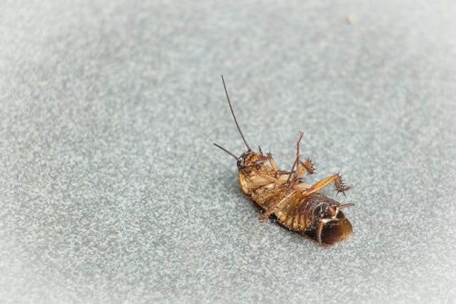 Distinguer les insectes ressemblant au cafard (photo & comparaison)