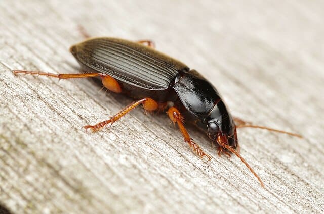 Harpalus rufipes (Ophone à pattes rousses)