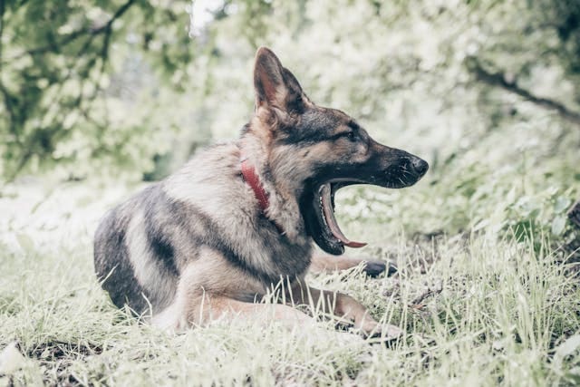 Le danger des chenilles processionnaires pour le chien