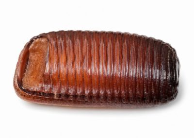 Macro d’oothèque de blatte brun foncé, capsule d’œufs de cafard très détaillée