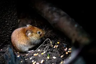 Identifier, localiser et éliminer un nid de souris chez soi