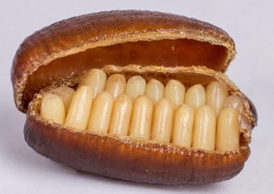 Œufs de cafard visibles dans une oothèque ouverte, image réaliste et détaillée