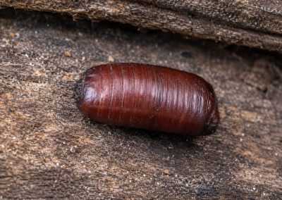 Oothèque de blatte sur bois vieilli, image réaliste d’un œuf de cafard en macro