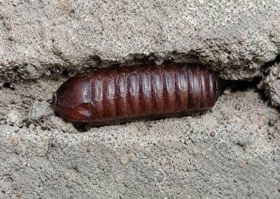 Oothèque de cafard cachée dans une fissure de béton, photo réaliste d’une capsule d’œufs de blatte
