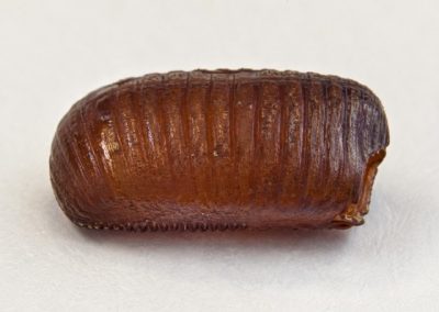 Oothèque de cafard en gros plan, capsule d’œufs de blatte brun segmentée