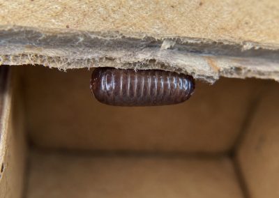 Oothèque de cafard ouverte en gros plan, détail de la coque protectrice des œufs de blatte
