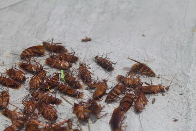 Désinsectisation Cafards dans les Bouches du Rhône 13 : Entreprise agréée