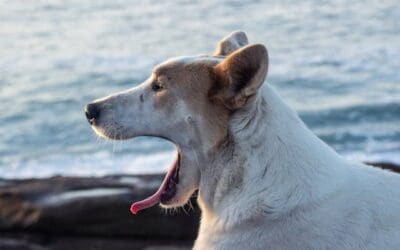 Chenilles processionnaires et chien : Risques, symptômes, soins et traitements à appliquer