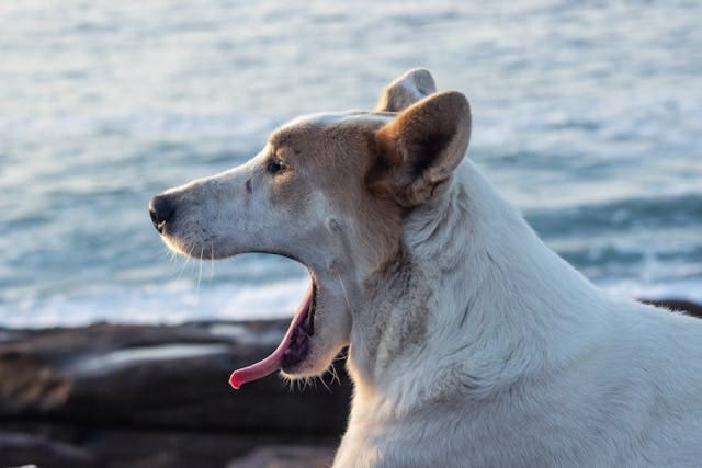 chien et chenille processionnaire