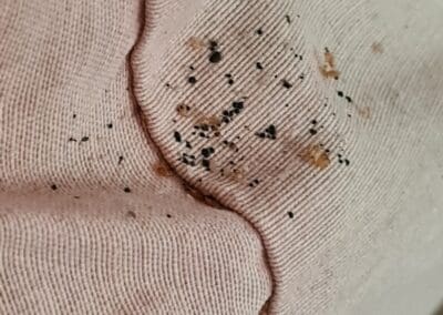 mue & excrément punaise de lit