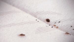 Mues de punaises de lit : comment les reconnaître, que signifient-elles et que faire ?
