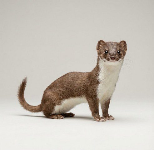 Belette brun-roux, ventre blanc, corps très fin et allongé, vue de profil