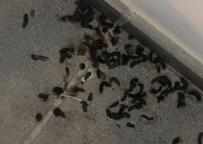 Crotte de rat à coté d'un mur