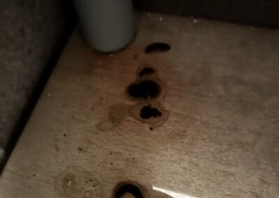 Crotte de rat avec urine