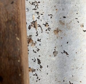 Crottes de rats : Comment les reconnaître et les éliminer efficacement ?