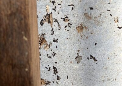 Crotte de rat dispersé