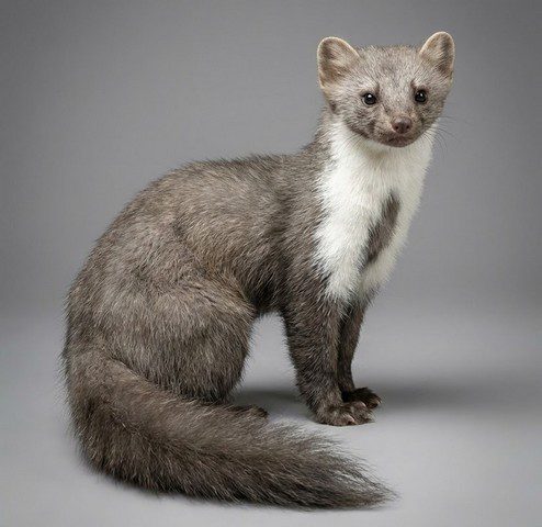 Fouine gris-brun, large bavette blanche sur la gorge et la poitrine, queue longue et touffue, vue de profil