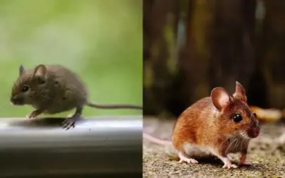 Différences entre mulot et souris : Apprenez à faire la distinction