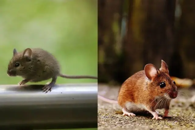Mulot ou souris comment faire la différence