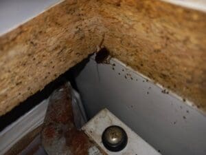 Comment trouver le nid des cafards (en 1 heure max) ? Le guide complet