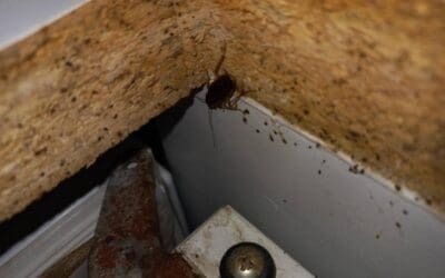 Où se cachent les cafards ? Les repérer et les faire sortir de leur cachette