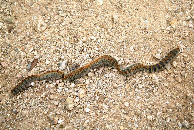 chenille processionnaire du pin