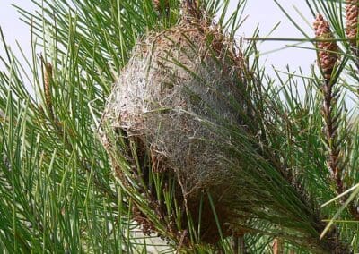 nid chenille processionnaire du pin