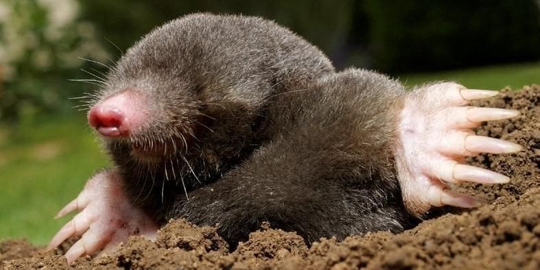 taupes Tout savoir sur les taupes : Articles et actualités