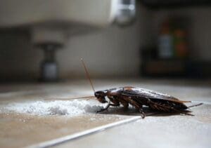 Efficacité de l&rsquo;acide borique contre les cafards : la vérité