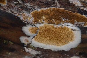 Champignons ressemblant à la mérule : Comment les identifier et éviter la confusion ?